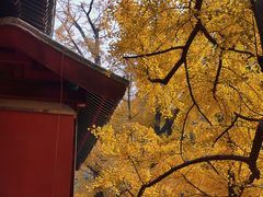 -大觉寺-停车场