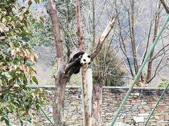 -卧龙中华大熊猫苑神树坪基地