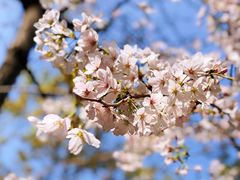 -南汇桃花村