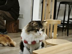 -柴迷FANS CLUB·柴犬狗咖·猫咖