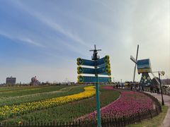 -荷兰花海