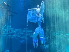 -哈尔滨波塞冬海底世界