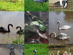 -沈阳森林动物园