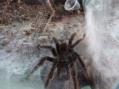 -上海大自然野生昆虫馆(东方明珠·爬宠昆虫探索中心)