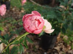 -上海鲜花港