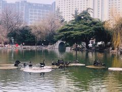 -西苑公园