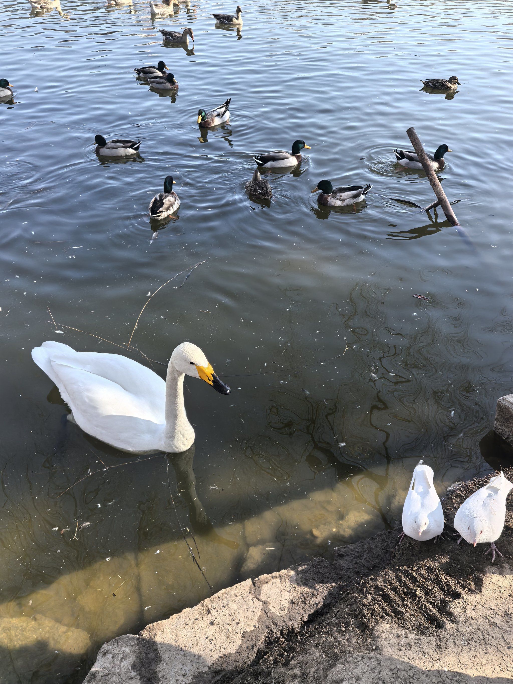 挺适合领孩子吃的地方,今天领孩子去紫玉山
