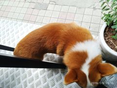 -小梁哥云吞面(黄贝岭店)