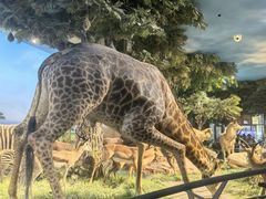 -国家自然博物馆