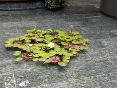 -Tivano意大利餐厅(成都居舍酒店)
