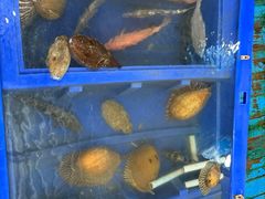 -蓝湾碧波·老字号·疍家非遗海上餐厅