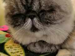 -猫色咖啡·猫咖