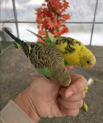 -萌宠亲子动物乐园(槐房万达店)