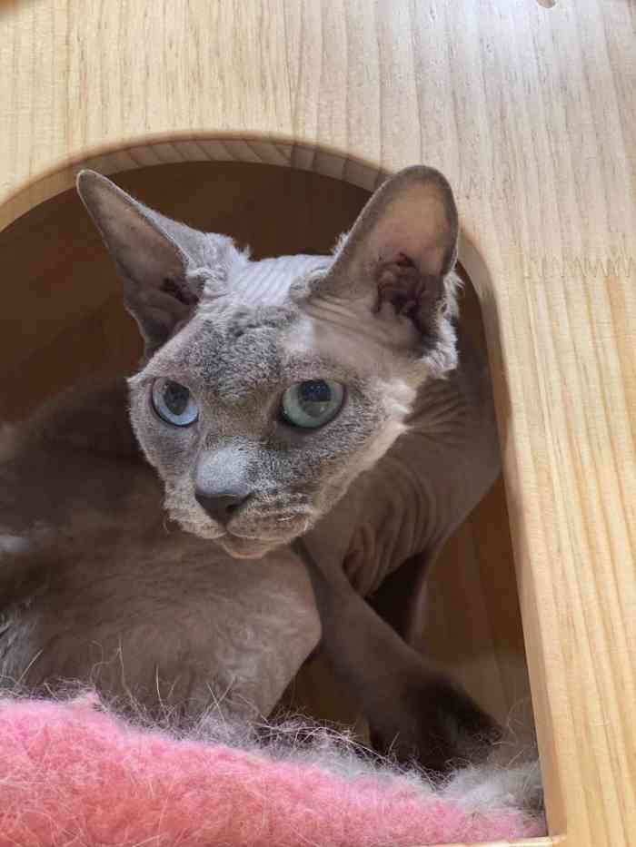 贝斯特猫咖-"喜欢猫咪,所以家附近开了这家猫咪咖啡馆一.