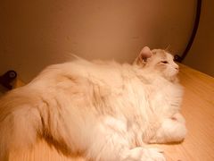 -飞行喵MR PILOT|猫舍·猫咖(静安大融城店)