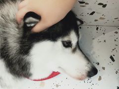 -Husky Go!哈士奇体验馆·宠物咖啡厅狗咖