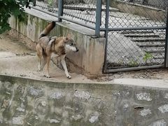 -石家庄市动物园