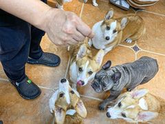 -柯斗斗主题餐厅·狗咖·围炉煮茶·茶饮(国瑞升平里店)