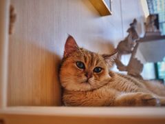-飞行喵MR PILOT|猫舍·猫咖(静安大融城店)