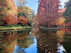 -上海共青森林公园