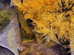 -遵化市禅林寺古银杏风景园