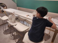 -飞行喵MR PILOT|猫舍·猫咖(静安大融城店)