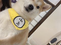 -逗柴咖啡屋·狗咖猫咖宠物桌游