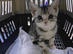 -关爱宠物医院·猫科中心·消化科(滨湖万达分院)