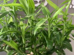 -田凤波推拿.按摩养生(幸福店)