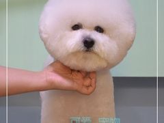 比熊美容-可爱是宠物(容辰庄园店)