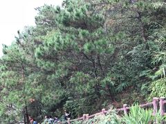 -羚羊峡古栈道森林公园