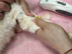 -北京观赏动物医院·24小时大型综合·猫专科·异宠专科