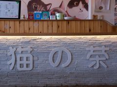 -猫的茶·猫咖