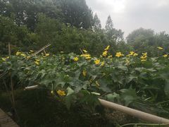 -天目湖刘老四农庄