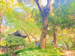 -秋霞圃