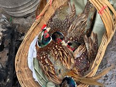 -云南木水花野生菌交易中心