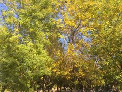 -大兴滨河森林公园