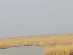-哈素海