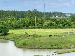 -溱湖国家湿地公园
