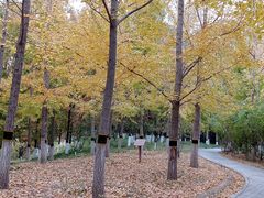 -大兴滨河森林公园