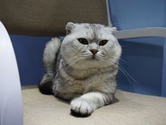 -喵的天空名猫咖啡馆·撸猫·猫舍·用品