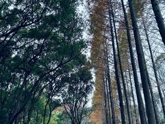 -上海滨江森林公园