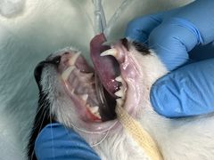 -爱诺耐芙动物医院(万博店)