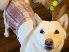 -豆柴町-柴犬主题狗咖(红鼎国际C座店)