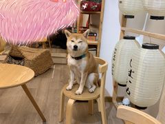 -柴迷FANS CLUB·柴犬狗咖·猫咖