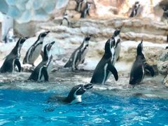 -帝企鹅自助餐厅•儿童岛•真企鹅(长隆企鹅酒店)