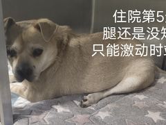 -暖阳宠物医院·犬猫康复中心·骨科