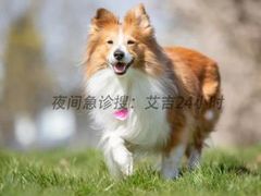-艾吉宠物医院·疑难杂症转诊中心·猫友好(碧江路院)