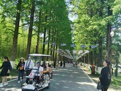 -黄海国家森林公园