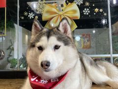 -Husky Go! 哈士奇体验馆·宠物咖啡厅狗咖